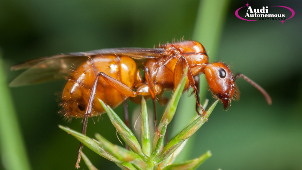 why do flying ants suddenly appear