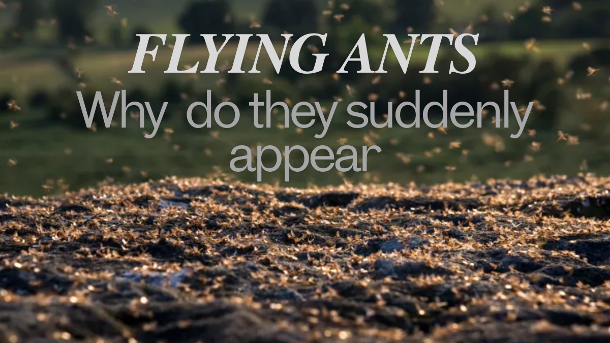 why do flying ants suddenly appear