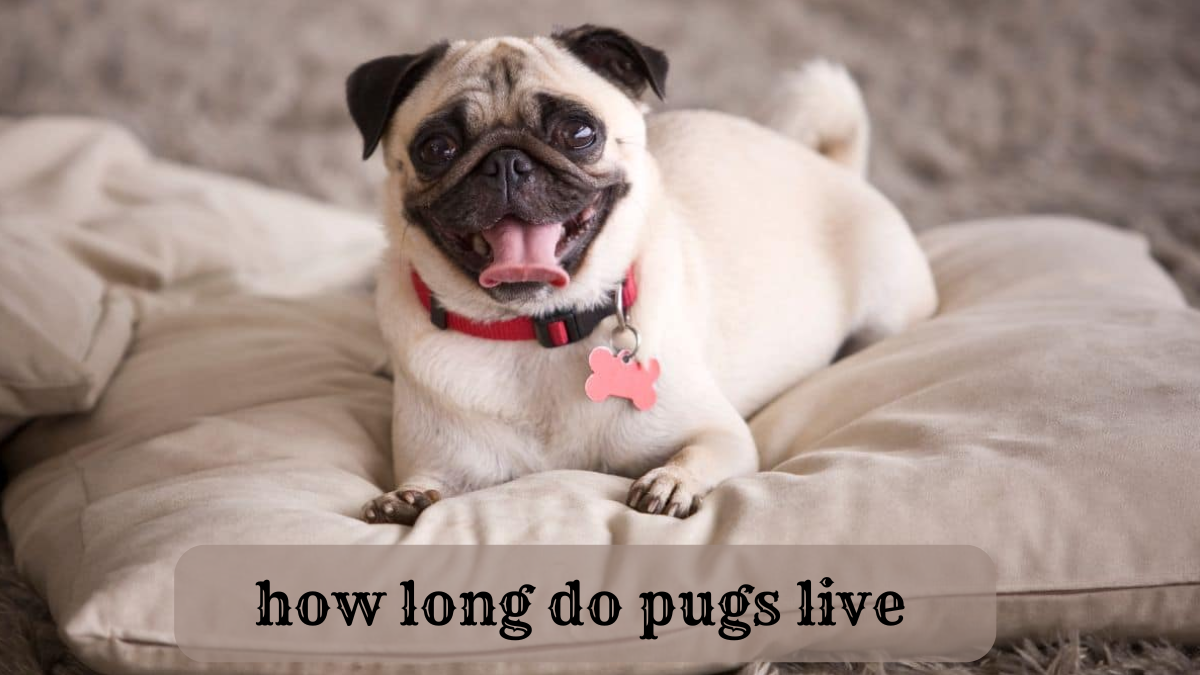 how long do pugs live